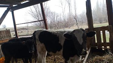 Коровы, быки: Продаю | Бык (самец) — 6