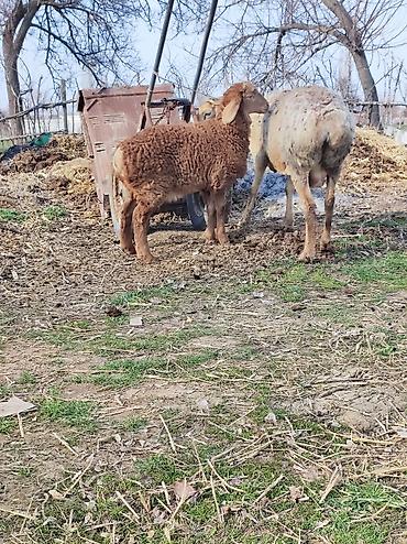 Баран, овца: Продаю | Овца (самка) | Арашан | Для разведения | Матка — 9