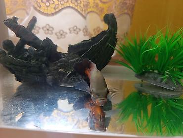 Akvariumlar: Akvarium və balıq dəsti satılır. Dəst tərkibi: - Şüşə akvarium — 9