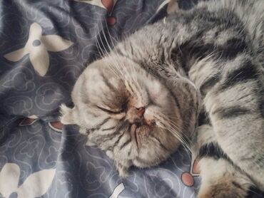 бенгальская кошка домашняя: Домашняя кошка породы скоттиш-фолд с плюшевой серой шерстью