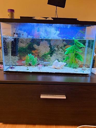 islenmis kompressor: Dördbucaq akvarium, Balıqlarla birlikdə, 42 l, Ünvandan götürmə — 1