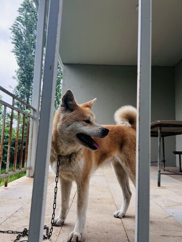 rottweiler qiymeti azerbaycanda: Akita-inu, 6 ay, Dişi, Cütləşmə üçün, Ödənişli çatdırılma