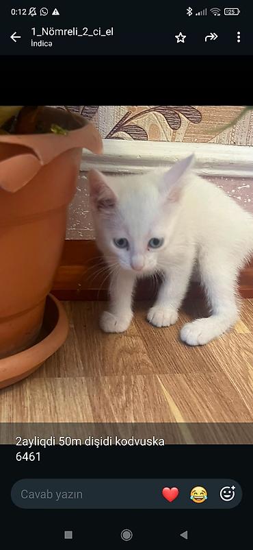 pişik cüt: - 2 aylıq dişi pişik balası - Tam ağ rəng, mavi-boz gözlər - Ev — 1