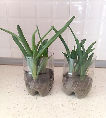 Şitillər: Aloe Vera şitilləri – 2 qabda 8 ştildir. - Müalicəvi və dekorativ — 2
