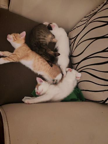 ucuz pisik satisi: Məhsul: Balaca pişik balaları (ev pişiyi) pulsuz verirəm Təsvir: - — 2