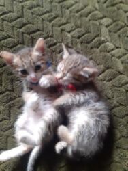 Pişiklər: Erkək, Dişi, Yaxşı əllərə — 10