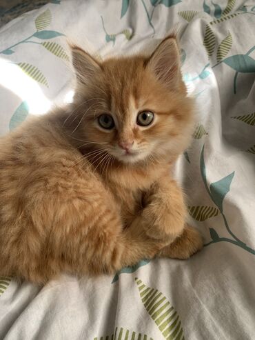 продажа вислоухих шотландских котят: Мейн-кун, 3 месяца, Мальчик, Рыжий, Приучена к лотку
