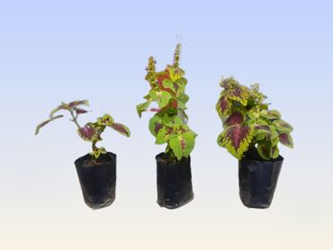 Digər bitkilər: Coleus.Xalça gülü.3Cü çəkildə saxlanma qaydası qeyd olunub.Biri 2.50