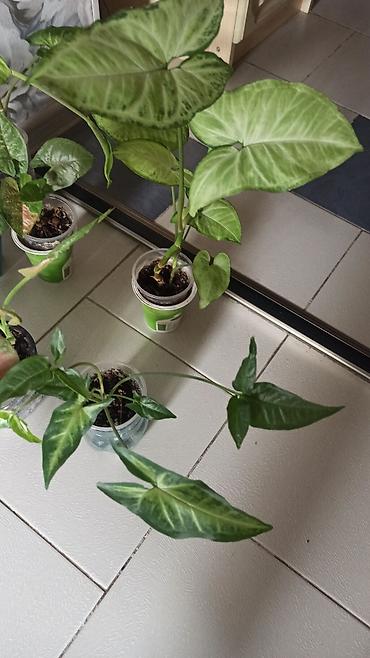 Бөлмө өсүмдүктөрү: Любая детка 200с. Район Ошского рынка, самовывоз. Требуется пересадка — 4