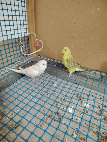 Tutuquşları: Çexlər tam sağlam quşlardı,ələ öyrətməyin tam vaxtıdı, iki üç — 5