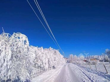 собака породистая: 3 месяца, Самец