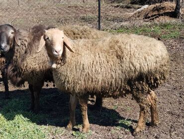 продаю дойную козу: Продаю | Овца (самка), Ягненок, Баран (самец)