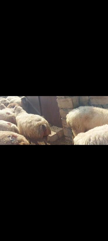 Qoyunlar, qoçlar: Satlır — 7