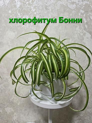 Антуриумы: Антуриум и кротон в кашпо - Антуриум с белыми прицветниками и — 12