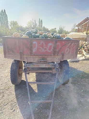 фулл сливы: Тыква с хозяйства - Сорт: «Ромашка» - Также в наличии: кормовая — 2