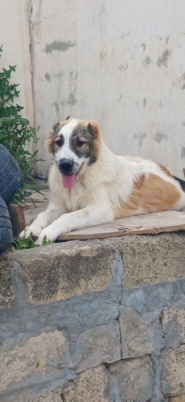 İtlər: Qurdbasar, 4 ay, Erkek, Peyvəndli, Ödənişli çatdırılma, Rayonlara çatdırılma
