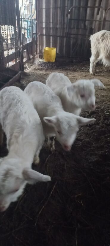 зааненские козы: Продаю | Козлёнок | Зааненская | Для разведения, Для молока