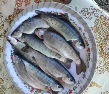малёк рыбы: Продаю малька радужной форели -Дания,80-100гр,выращиваю на ыссык куле