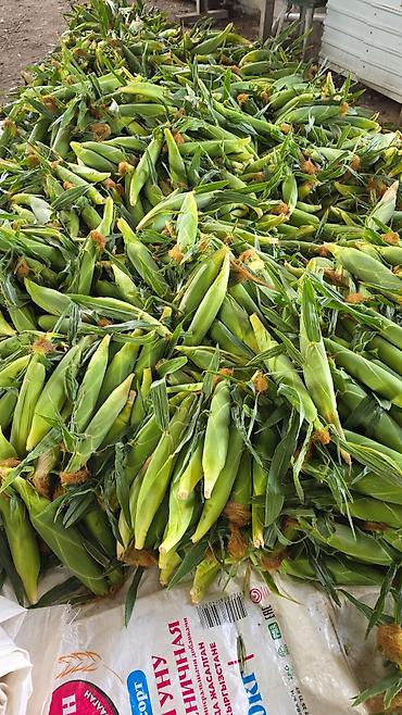 Кукуруза Оптом at lalafo.kg — 2 Кукуруза Оптом — 2
