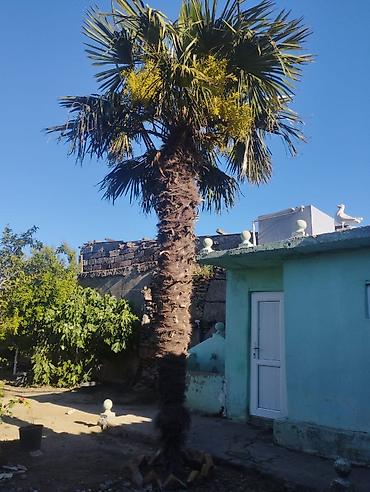 palma gülü: Trachycarpus fortunei (vəfan palmı) – dekorativ xurma ağacı - Növ — 2