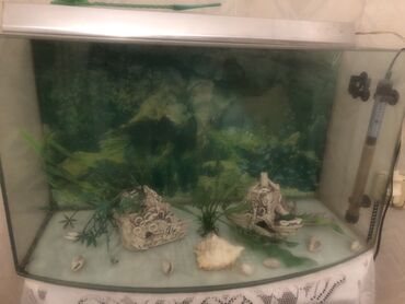 akvarium baki: Bakidan kocduyume gore satiram termometr qizdirici filtr icinin