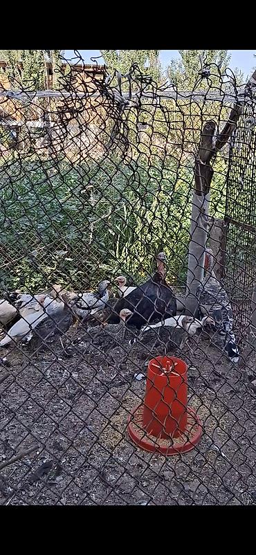 собака хаска: Молодняк индейки (разных окрасов) - Порода/тип: домашние индюшата — 1