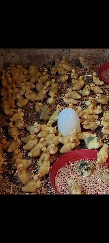 pekin ördeği: Ördək cücələri, Damazlıq, Ödənişli çatdırılma — 5