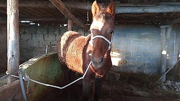 Лошади, кони: Продаю | Кобыла (самка) | На забой, Для разведения — 8