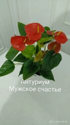 цветы бишкек круглосуточно: Антуриумдар