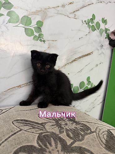 собаки мальтипу: Скотиш Фолд (Шотландская вислоухая), 2 месяца, Девочка, Приучена к лотку — 5