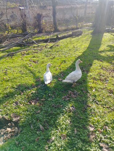 Ördəklər: Salam super damazliq ve kesimlik ucun agir heyvanlardi ag krasnadarlar — 4