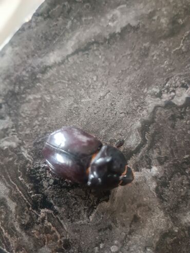 американский плоскоухий членистоногий когтеступ: Nadir “kərgədan böcəyi” (Oryctes nasicornis) – canlı nümunə - Parlaq