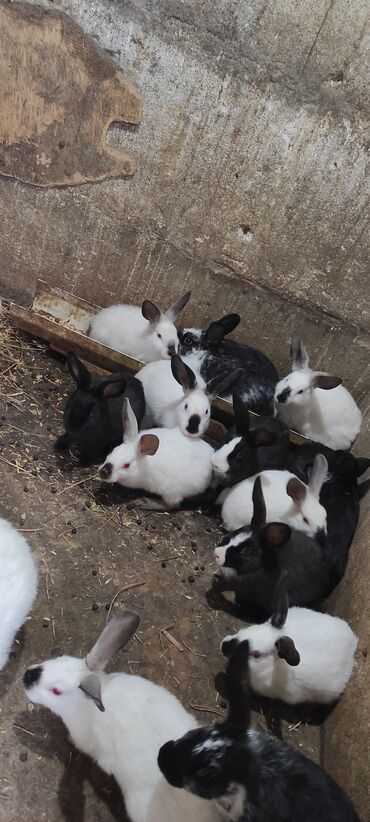 karlik dovşanlar: (bir aylığı 5) (iki aylığı 6 )(üç aylig 8 ) böyük olanları həmdə kəsib