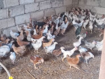 tap az quba heyvanlar: Куриные цыплята, Для разведения, Платная доставка