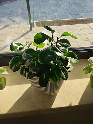 семис кой: Пеперомия туполистная (Peperomia obtusifolia) в декоративном кашпо. - — 2