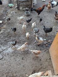 купить домашних курей: Тоок, короз, 5-6 айлык жожо тооктор сатылат. Баасын суйлошобуз