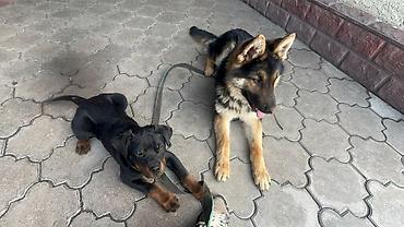 Продажа собак: 🐕 ДРЕССИРОВКА СОБАК | ПЕРЕДЕРЖКА + ОБУЧЕНИЕ 🐾 Опыт работы с собаками — 16