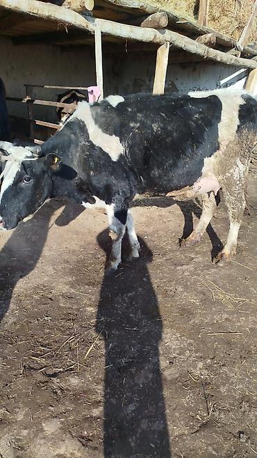 Коровы, быки: Продаю | Корова (самка) | Для молока | Привязанные — 12