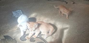 ат жаныбар: Котята, помёт домашней кошки. - Окрас: несколько рыжих и один белый — 6