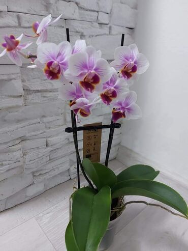 164 oglasa | lalafo.rs: Orhideje razne