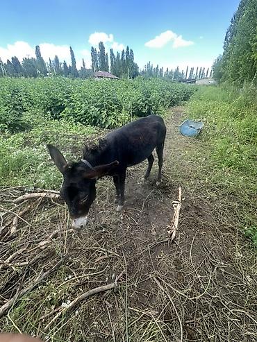 Осёл (молодой, тёмно‑бурой масти) Описание: - Домашний осёл at lalafo.kg — 1 Осёл (молодой, тёмно‑бурой масти) Описание: - Домашний осёл — 1