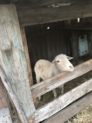 Бараны, овцы: Продаю | Овца (самка) | На забой, Для разведения | Матка
