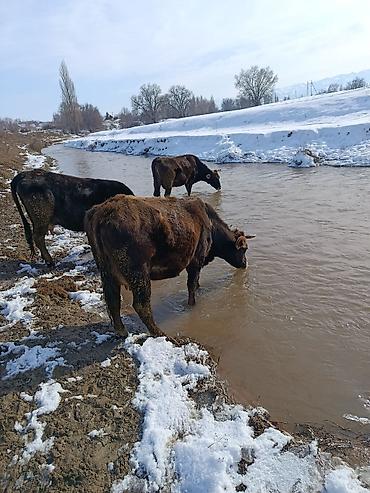 Коровы, быки: Продаю | Корова (самка) | Для молока — 5