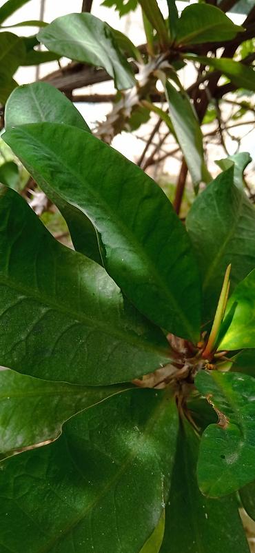 Молочайлар: Молочай Миля (Euphorbia milii), крупный кустовой экземпляр - Вид — 4