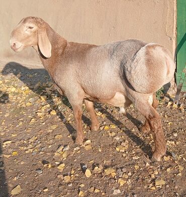 срочно продаю в связи с переездом: Сатам | Козу | Арашан | Көбөйтүү үчүн | Жасалма жол менен боозутуу