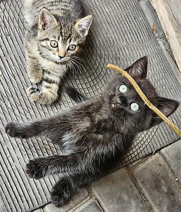 котят ош: Отдам котят в хорошие руки! Двое чёрных — мальчики, двое серых — — 3
