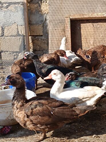 Ördəklər: 2 eded 6 ayliq yaxshi beslenmish ruan ordek(erkek dishi)cutu 125azn 5 -da lalafo.az — 5 Ördəklər: 2 eded 6 ayliq yaxshi beslenmish ruan ordek(erkek dishi)cutu 125azn 5 — 5