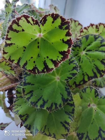 Другие товары для дома и сада: Продаю диффенбахии. Диффенбахия чистит воздух, помогая удалять из — 18