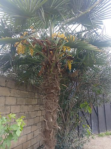 kohnə xalcalar: Trachycarpus fortunei (yelpənək xurması) – həyət və bağ üçün dekorativ — 4