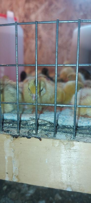 Птицы: Перепелки, Бөдөнө. Суточные, недельные, трехнедельные месячного — 5